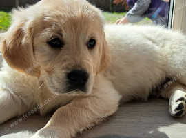 Golden Retriever, near Greater Manchester