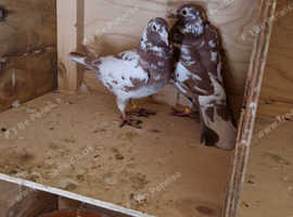 Meulemans