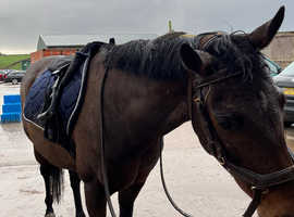 14.2hh 6 year old British riding pony mare