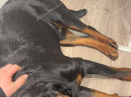 Rottweiler puppies for store sale north east