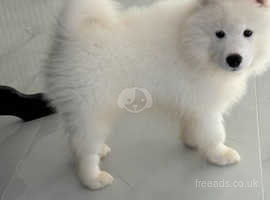 (Reduced) Kc Registered Samoyed puppies with champ bloodline