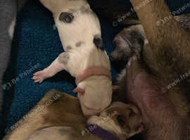 Staffy pups