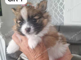 Two beautiful miniature pomeranians girls