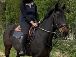 SSTC 15H Standardbred x Connie Mare