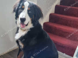 Bernese mountain dog