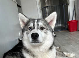 Husky dogs for sale best sale near me