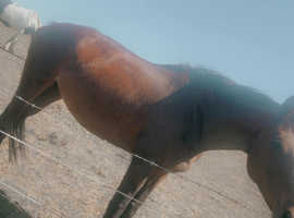 Thriughbred mare