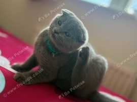 12 weeks Scottish Fold