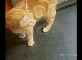Male ginger cat