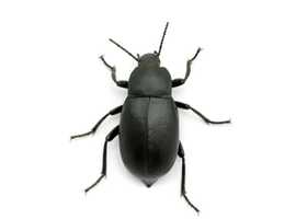 Dermestid Skin Beetles - Multi Listing