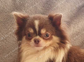 Beautiful Kc Reg lilac tri male chihuahua