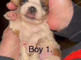 3 beautiful little shih tzu x pups