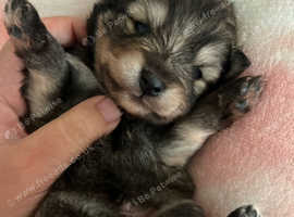 F4 Pomsky puppies