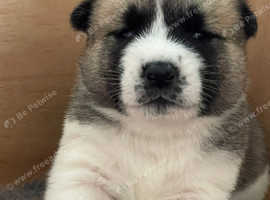 American Akita Puppies in Littlehampton BN17 on Freeads Classifieds