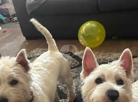 Beautiful adult female westies for sale