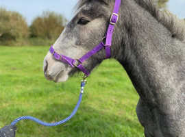 Very quiet iron grey filly. Rising 3. Very quiet.