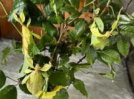 Leaf and stick insects for sale