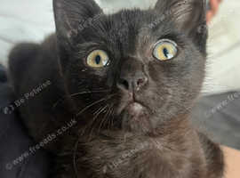1/4 Siamese, 1/4 LaPerm and 1/2 sphynx.