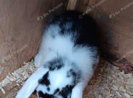 Dwarf lop baby bunny