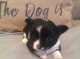 Long Haired Chihuahua Puppies In Angus Pets For Sale And Rehome