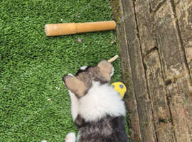 SIBERIAN HUSKY PUPPY