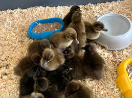 Khaki Campbell ducklings for sale