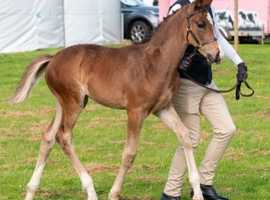 (Hemmingway x rhodium x Vincent filly