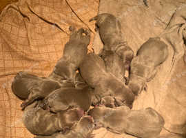 Silver Labrador Puppies