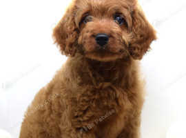 Health Tested Toy Cavapoo Puppies