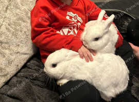 Female bunnies for sales sale near me