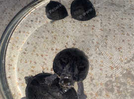 Selling my musk turtles as I no longer have any time for them or space...