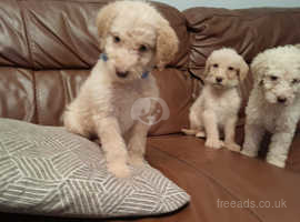 Labradoodle puppies rescue near 2024 me