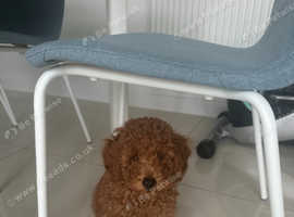 KC Registered Male 11 Weeks Toy Poodle Puppy