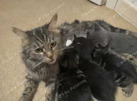 Beautiful tabby/American shorthair for sale