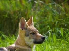 czechoslovakian wolfdog purebreed