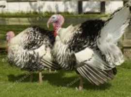 Female Turkey wanted