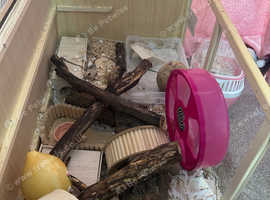 Hamster and cage for rehoming