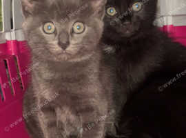 2 beautiful females looking for there forever home