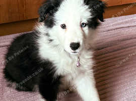 Border collie girl