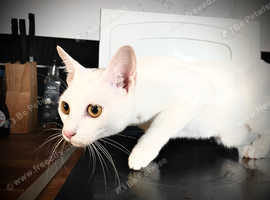 Khao Manee female, small white cat