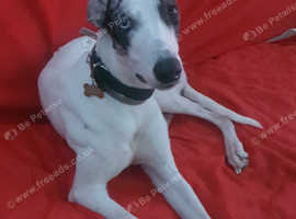 beautiful blue merle greyhound boy looking for a loving home