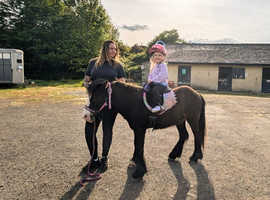 10.2hh mini cob Ted
