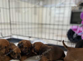 Dachshund puppies