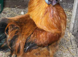 Silkie cockerel