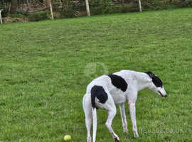 Lovely 8 year old boy greyhound/collie