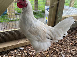 Pekin bantam cockerel