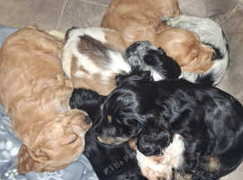 KC Cocker Spaniels