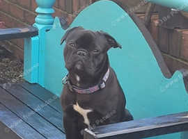 21 month old MALE frug