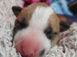 Beautiful KC Reg Miniature English Bull Terrier pups