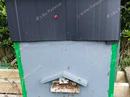 Honey bees